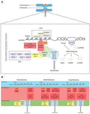 Plant kinetochore complex: composition, function, and regulation